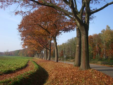 Griendtsveen : Lavendellan, Herbstimpressionen